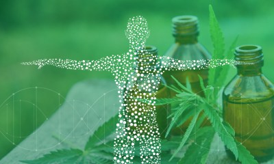 Endocannabinoid system